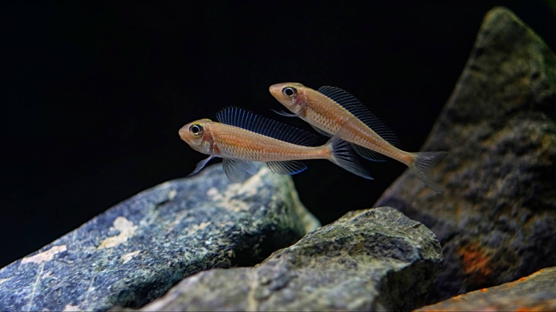 Asprotilapia leptura 'Cameron Bay'